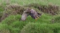 Marsh Harrier hunting (3)